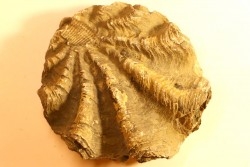 Ostrea nicaisei - Coniacien - south América