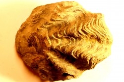 Ostrea nicaisei - Coniacien - south América