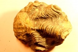 Ostrea nicaisei - Coniacien - south América
