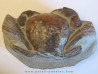 Tumidocarcinus Giganteus Tumidocarcinus Giganteus
