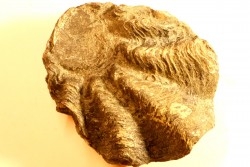 Ostrea nicaisei - Coniacien - south América