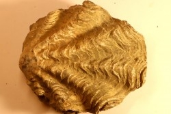 Ostrea nicaisei - Coniacien - south América