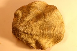 Ostrea nicaisei - Coniacien - south América