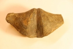 CYRTOSPIRIFER VERNEUILLI - Dévonien - Barvaux Belgique