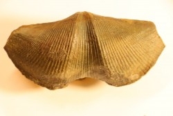 CYRTOSPIRIFER VERNEUILLI - Dévonien - Barvaux Belgique