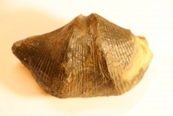 CYRTOSPIRIFER VERNEUILLI - Dévonien - Barvaux Belgique