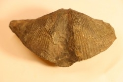 CYRTOSPIRIFER VERNEUILLI - Fransnian - Barvaux sur Ourthe - Belgium