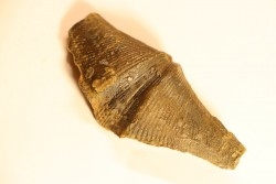 CYRTOSPIRIFER VERNEUILLI - Fransnian - Barvaux sur Ourthe - Belgium