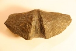 CYRTOSPIRIFER VERNEUILLI - Fransnian - Barvaux sur Ourthe - Belgium