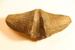 CYRTOSPIRIFER VERNEUILLI - Fransnian - Barvaux sur Ourthe - Belgium