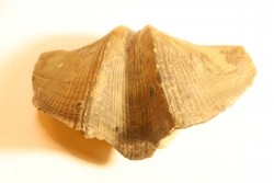 CYRTOSPIRIFER VERNEUILLI - Dévonien - Barvaux Belgique