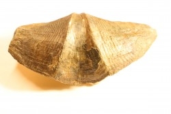 CYRTOSPIRIFER VERNEUILLI - Fransnian - Barvaux sur Ourthe - Belgium