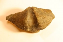 CYRTOSPIRIFER VERNEUILLI - Dévonien - Barvaux Belgique