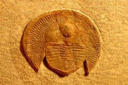 Trilobite aveugle: Declivolithus titan - ordovicien – Jbel Tijarfaiouine, MAROC
