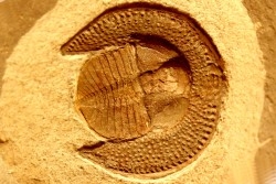 Trilobite aveugle: Declivolithus titan - ordovicien – Jbel Tijarfaiouine, MAROC