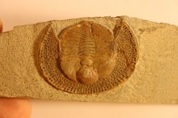 Trilobite aveugle: Declivolithus titan - ordovicien – Jbel Tijarfaiouine, MAROC