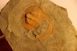 Trilobite aveugle: Declivolithus titan - ordovicien – Jbel Tijarfaiouine, MAROC