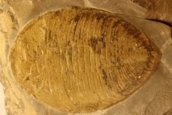 Eudolatites sp. - ordovicien – Jbel Tijarfaiouine, MAROC
