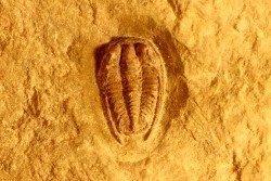 Parabathycheilus  gallicus (dean, 1965)  floien, ordovicien  fezouata Fmt  Zagora, Maroc