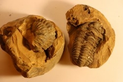2 Flexicalymene ouzregui - Katien sup. - Jbel Tiskaouine, MAROC