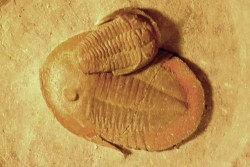 Asaphellus - Euloma sp.  ordovician , Morocco