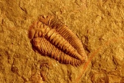 Ormathops clariondi (Destombe, 1972)  floien, ordovicien  fezouata Fmt  Zagora, Maroc