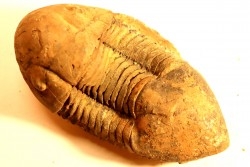 Caudillaenus nicolasi - Darrriwilian - Taddrist Fmt - Battou, Alnif, - MOROCCO