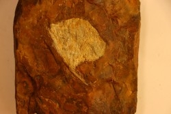 GINKGO ADIANTOIDES - Paleocene - Sentinel Butte Fmt - Morton County, North Dakota - USA
