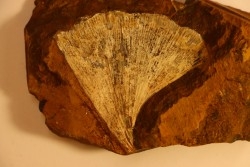 GINKGO ADIANTOIDES - Paleocene - Sentinel Butte Fmt - Morton County, North Dakota - USA