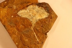 GINKGO ADIANTOIDES - Paleocene - Sentinel Butte Fmt - Morton County, North Dakota - USA