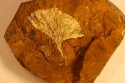 GINKGO ADIANTOIDES - Paleocene - Sentinel Butte Fmt - Morton County, North Dakota - USA