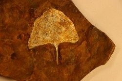 GINKGO ADIANTOIDES - Paleocene - Sentinel Butte Fmt - Morton County, North Dakota - USA