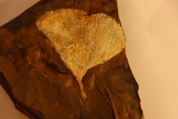 GINKGO ADIANTOIDES - Paleocene - Sentinel Butte Fmt - Morton County, North Dakota - USA