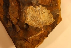 GINKGO ADIANTOIDES - Paleocene - Sentinel Butte Fmt - Morton County, North Dakota - USA