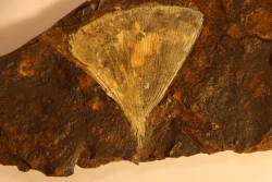 GINKGO ADIANTOIDES - Paleocene - Sentinel Butte Fmt - Morton County, North Dakota - USA