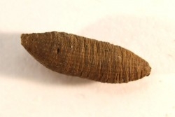 fly insect larva casing - hell creek fmt - Upper cretaceous - Dawson county, Montana - USA