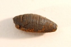 fly insect larva casing - hell creek fmt - Upper cretaceous - Dawson county, Montana - USA