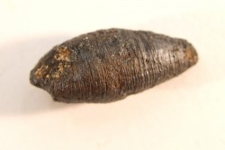 fly insect larva casing - hell creek fmt - Upper cretaceous - Dawson county, Montana - USA