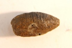 fly insect larva casing - hell creek fmt - Upper cretaceous - Dawson county, Montana - USA