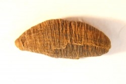 fly insect larva casing - hell creek fmt - Upper cretaceous - Dawson county, Montana - USA