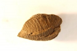fly insect larva casing - hell creek fmt - Upper cretaceous - Dawson county, Montana - USA
