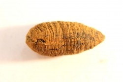 fly insect larva casing - hell creek fmt - Upper cretaceous - Dawson county, Montana - USA