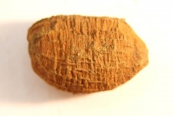 fly insect larva casing - hell creek fmt - Upper cretaceous - Dawson county, Montana - USA