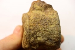 dinosaure vertebra: TRICERATOPS HORRIDUS