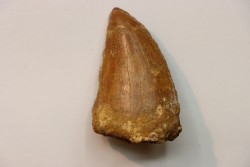 Carcharodontosaurus saharicus