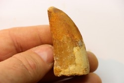 dent de dinosaure: Carcharodontosaurus saharicus - CENOMANIEN - Kem Kem , MAROC