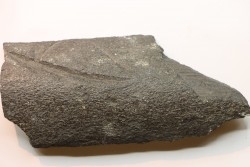 Côte de baleine avec traces de prédations  de megalodon