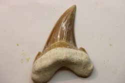 dent de requin: OTODUS SOKOLOVI Barthonien (éocène) Boujdour, maroc