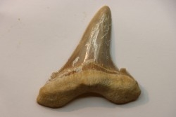 dent de requin: OTODUS SOKOLOVI Barthonien (éocène) Boujdour, maroc