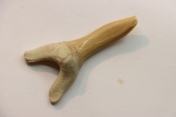 Scapanorhynchus rapax  Maestrichtien  Ben Guerir, Maroc
